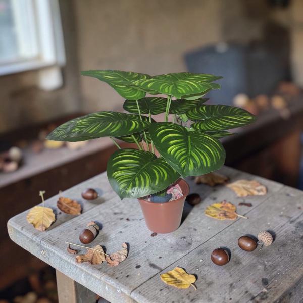 PLANTA HOJAS GRANDE OREJA DE ELEFANTE 45CM