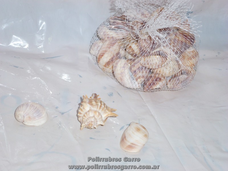 CARACOLES NATURALES EN RED