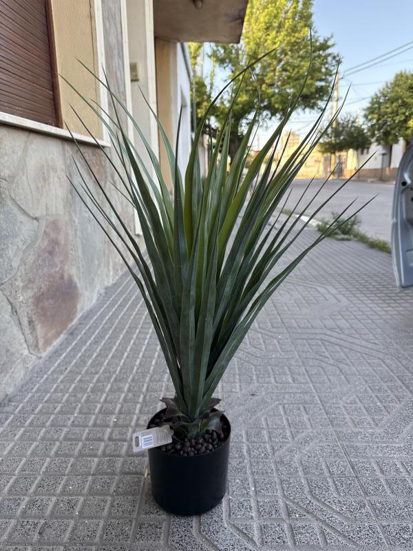 PLANTA YUCCA 70CM EN MACETA