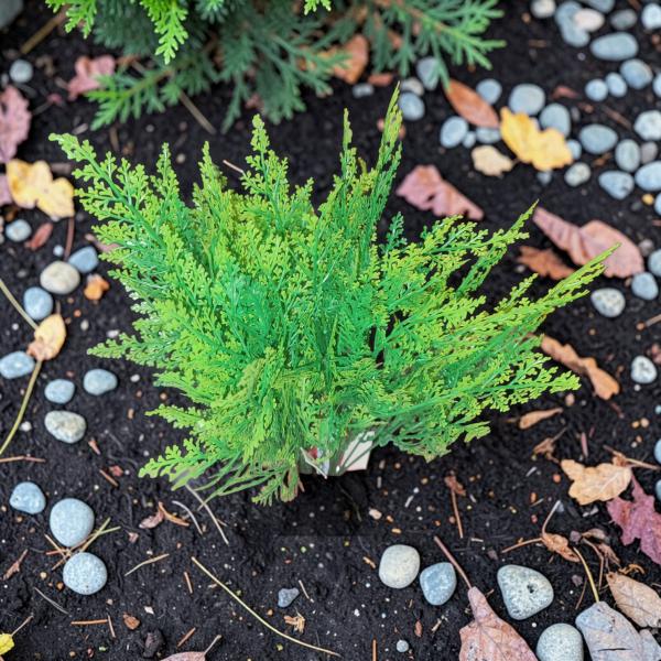 RAMO HELECHO VERDE 38CM X UNID